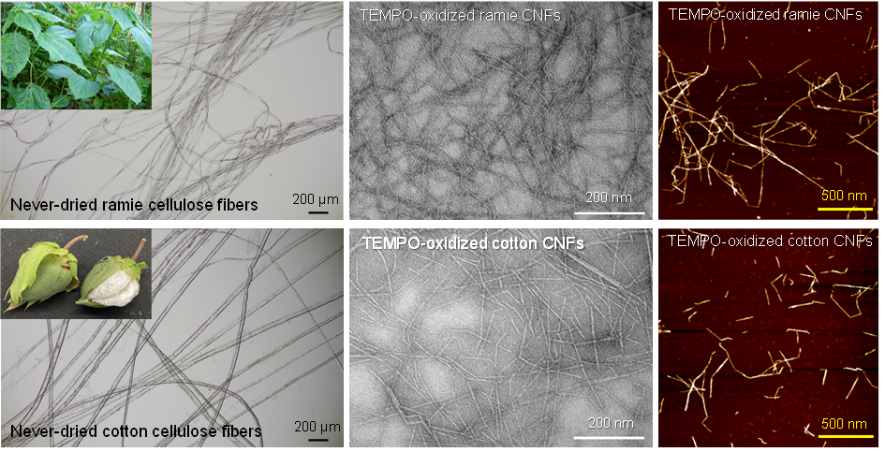 Characterization of solid-state structures, molar masses, and microfibril structures of cellulose in never-dried cotton fibers and ramie bast fibers