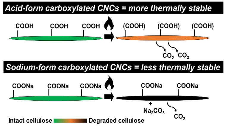 カルボキシル化セルロースナノクリスタルの熱挙動に対する表面化学と対イオン選択の影響