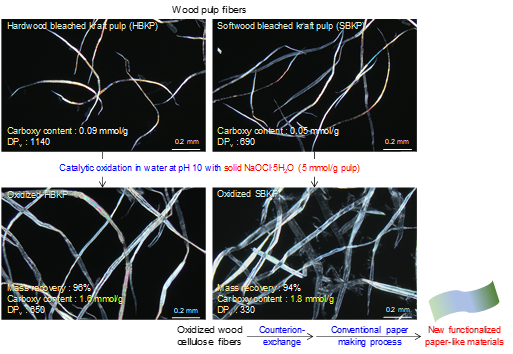 Comprehensive study of preparation of carboxy group-containing cellulose fibers from dry-lap kraft pulps by catalytic oxidation with solid NaOCl
