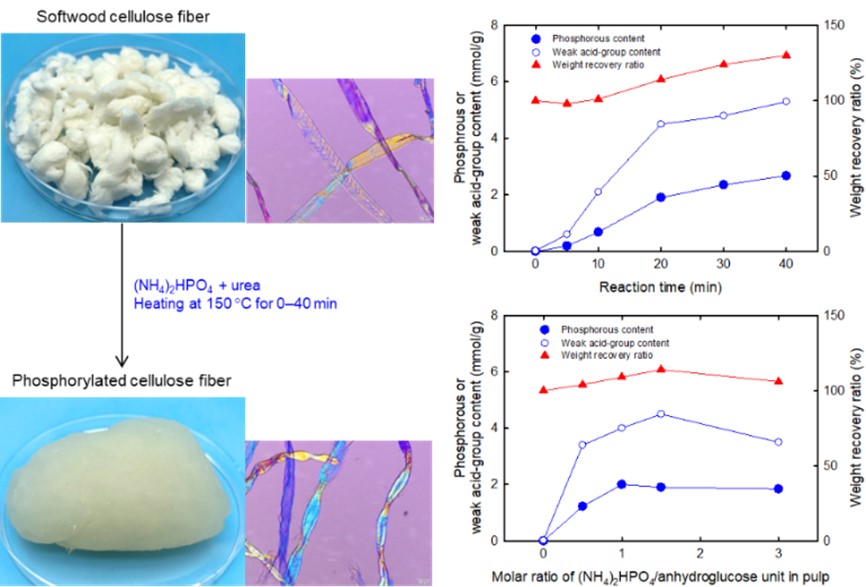 A systematic study for the structures and properties of phosphorylated pulp fibers prepared under various conditions